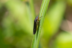 Homalodisca insolita