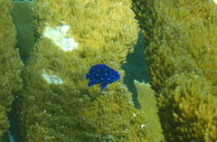 Microspathodon chrysurus