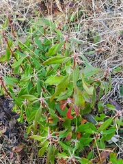 Kalmia