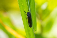 Homalodisca insolita