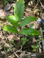 Diplazium donianum