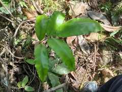 Diplazium donianum