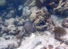 Pomacanthus arcuatus