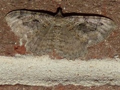 Rheumaptera meadii