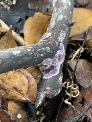 Punctularia atropurpurascens
