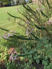 Cleome houtteana