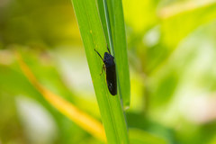 Homalodisca insolita