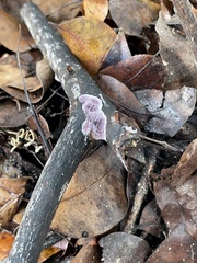 Punctularia atropurpurascens