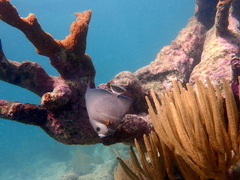 Pomacanthus arcuatus