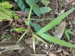 Trimezia steyermarkii