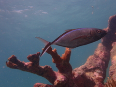 Caranx ruber