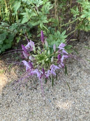 Cleome houtteana
