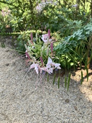 Cleome houtteana