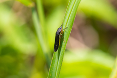 Homalodisca insolita