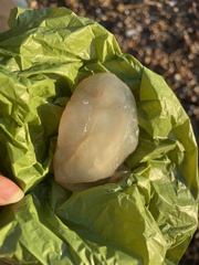 Phallusia mammillata