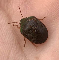 Diolcus chrysorrhoeus