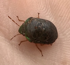 Diolcus chrysorrhoeus