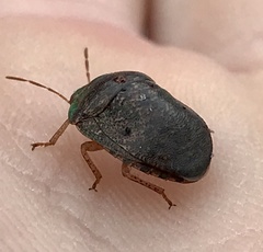 Diolcus chrysorrhoeus
