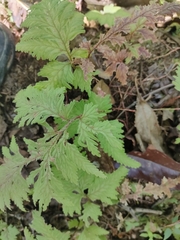 Erechtites valerianifolius
