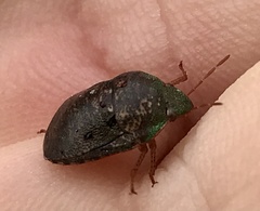 Diolcus chrysorrhoeus