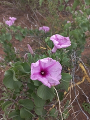 Ipomoea hieronymi