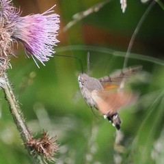 Macroglossum stellatarum