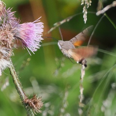 Macroglossum stellatarum