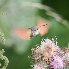 Macroglossum stellatarum