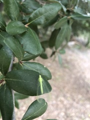 Chrysoperla rufilabris