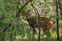 Tragelaphus sylvaticus