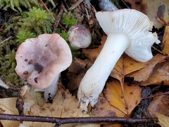 Russula fragilis