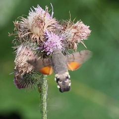 Macroglossum stellatarum