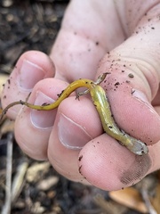 Eurycea chamberlaini