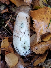 Leccinum variicolor