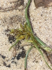 Cyperus schweinitzii