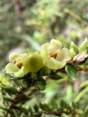 Disterigma acuminatum