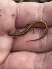 Eurycea chamberlaini