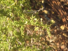 Asparagus