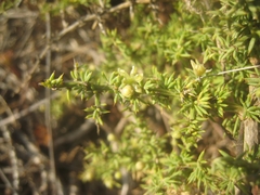 Asparagus
