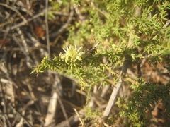Asparagus