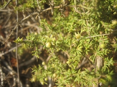 Asparagus