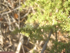 Asparagus