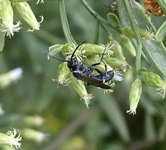 Episyron conterminus