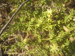 Asparagus