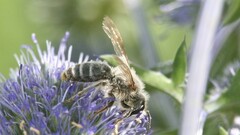 Andrena flavipes