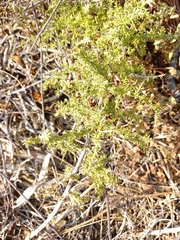Asparagus