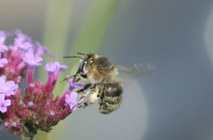 Anthophora quadrimaculata