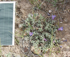 Penstemon caespitosus desertipicti