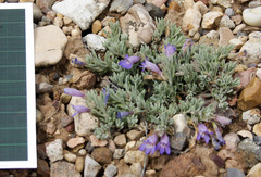 Penstemon caespitosus desertipicti