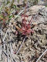 Persicaria capitata